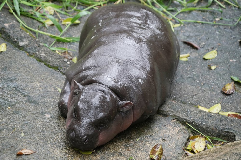 Close Up Photo of Three-month-old pygmy hippo found sleeping in zoo