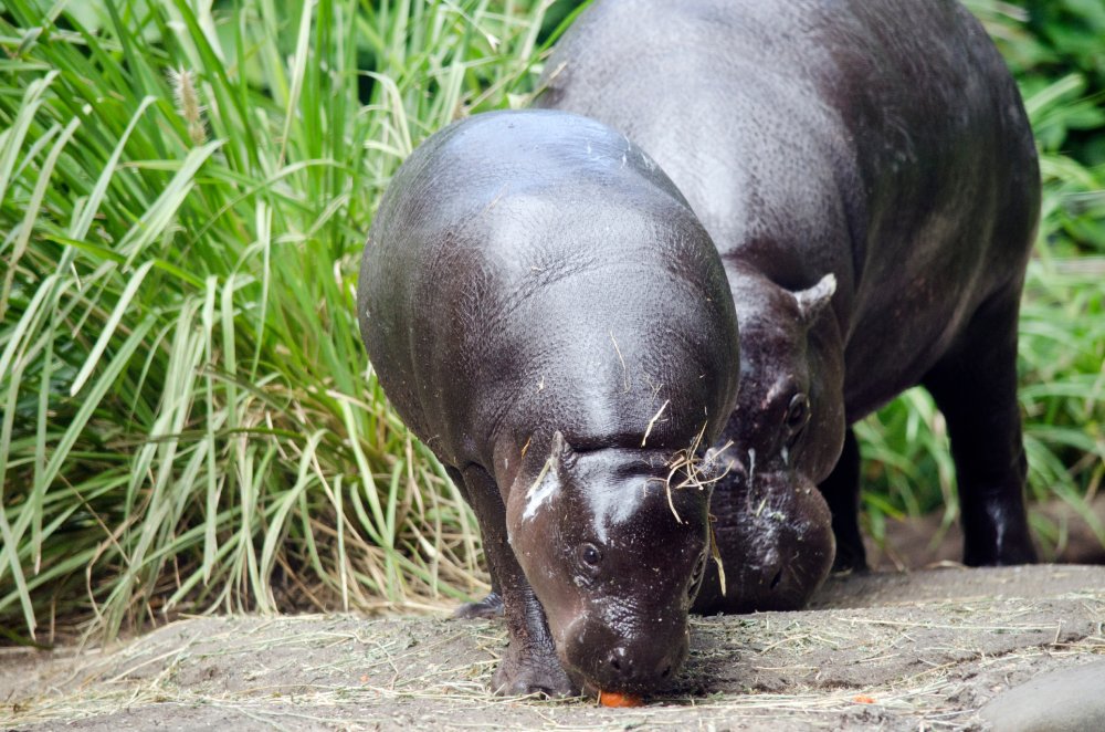 Close Up Photo of two pygmy hippopotamus standing on a patch of grassy land in a Zoo