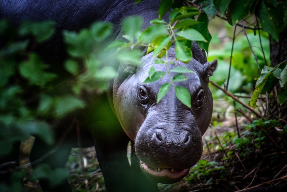 Close Up Photo of pygmy hippopotamus standing on a patch of grassy land