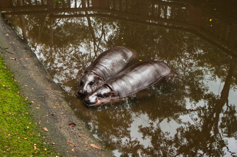 Close Up Photo of two pygmy hippopotamus in water in a Zoo