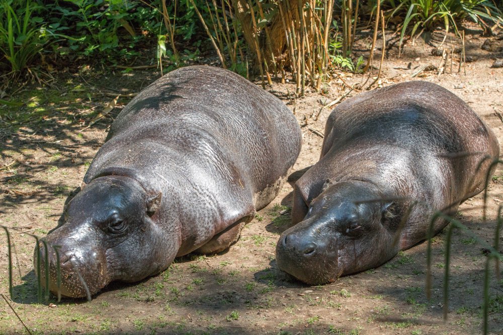 Close Up Photo of two pygmy hippopotamus in a Zoo