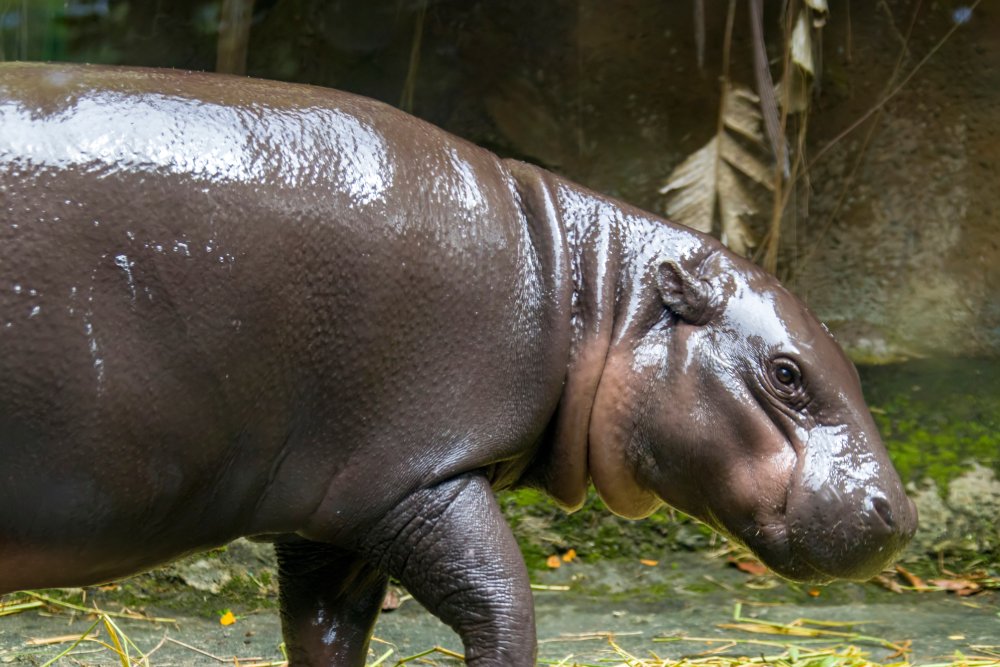Close Up Photo of pygmy hippopotamus standing on a patch of grassy land in a Zoo
