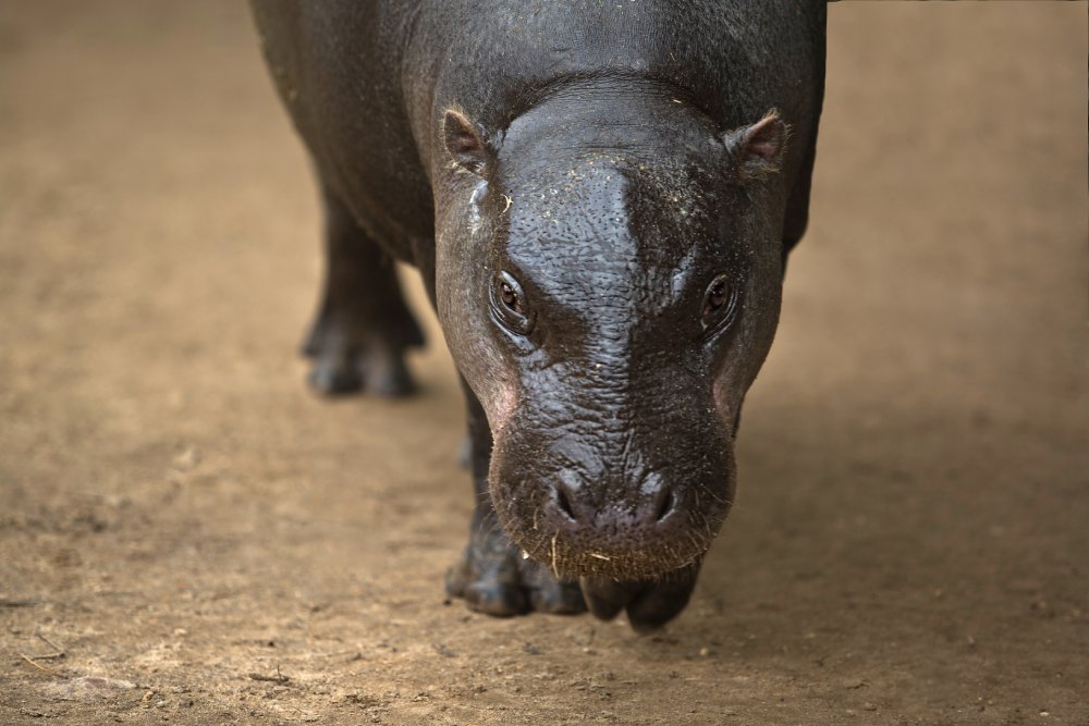 Close Up Photo of pygmy hippopotamus standing on a patch of sand land