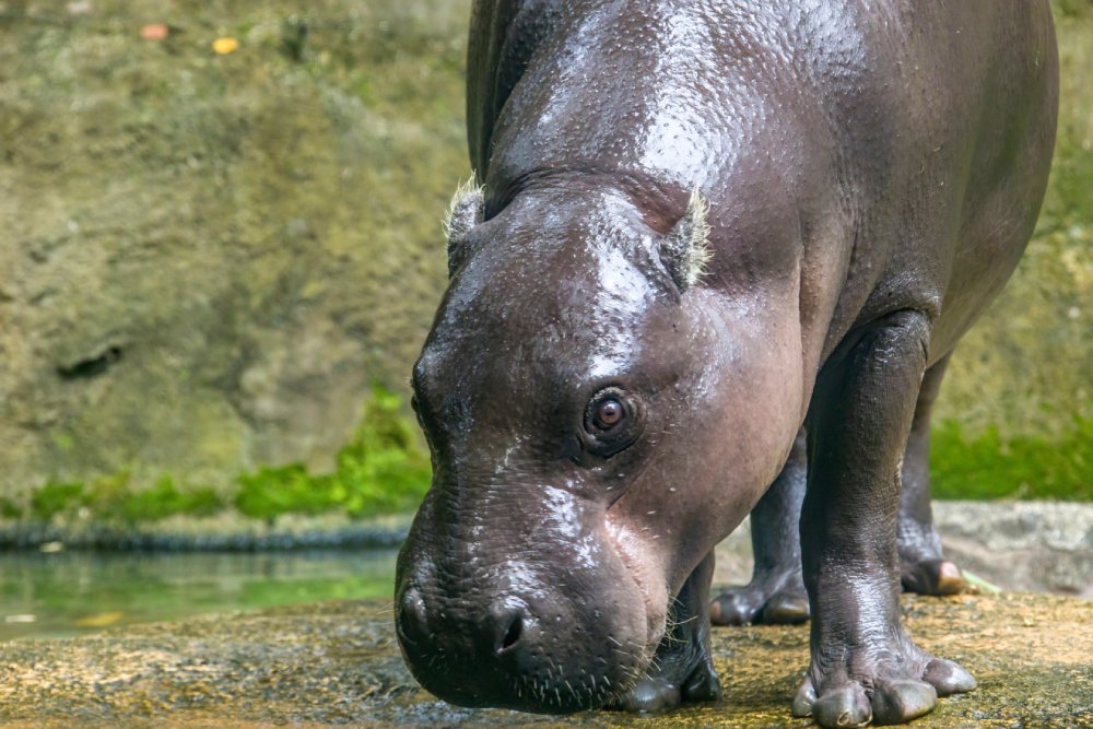 Close Up Photo of pygmy hippopotamus standing on a rock in a zoo