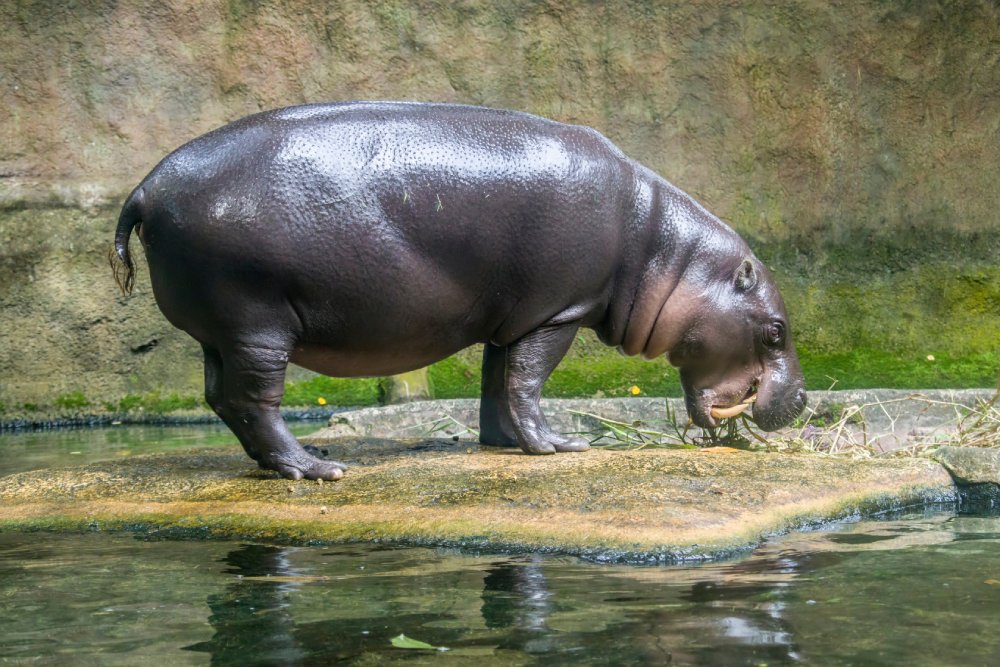 Close Up Photo of pygmy hippopotamus standing on a rock