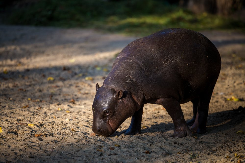 Close Up Photo of pygmy hippopotamus standing on a patch of sand land