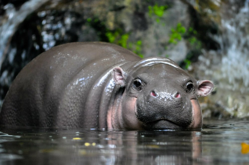 Close Up Photo of pygmy hippopotamus standing in water