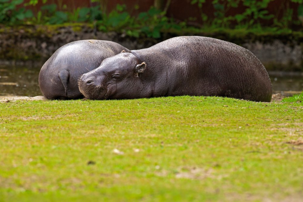 Close Up Photo of Two lazy pygmy Hippopotamus lying resting on grass in zoo.