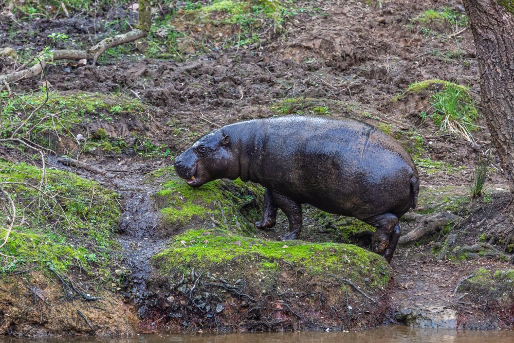 Close Up Photo of pygmy hippopotamus standing on a patch of grassy land