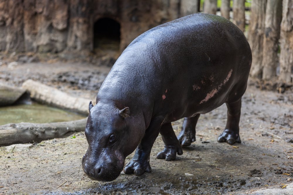 Close Up Photo of pygmy hippopotamus in a wooden corral in a Zoo