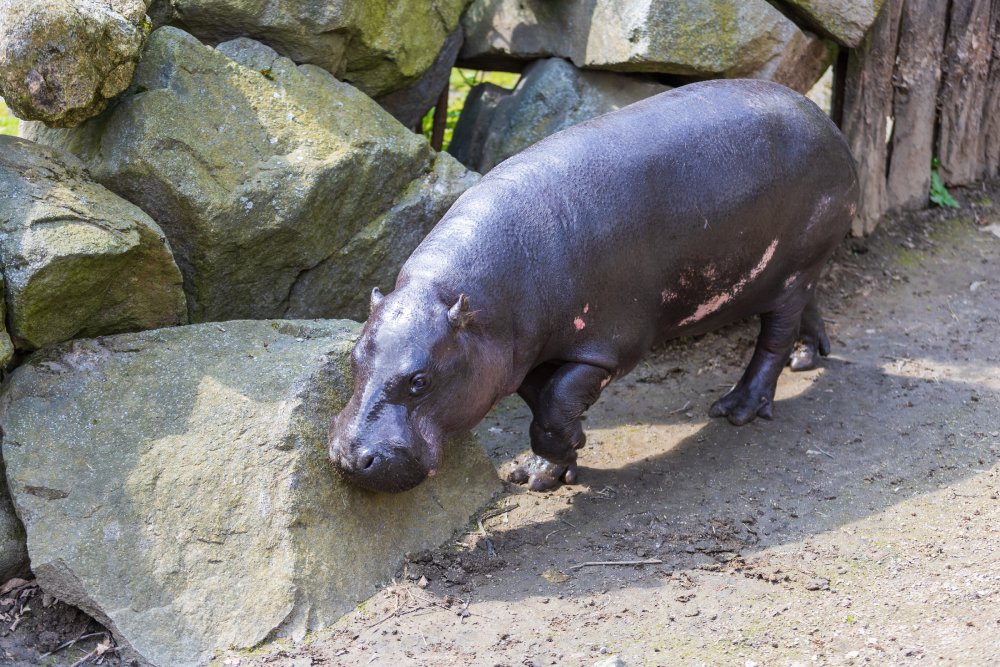 Close Up Photo of pygmy hippopotamus standing on a patch of grassy land in a Zoo