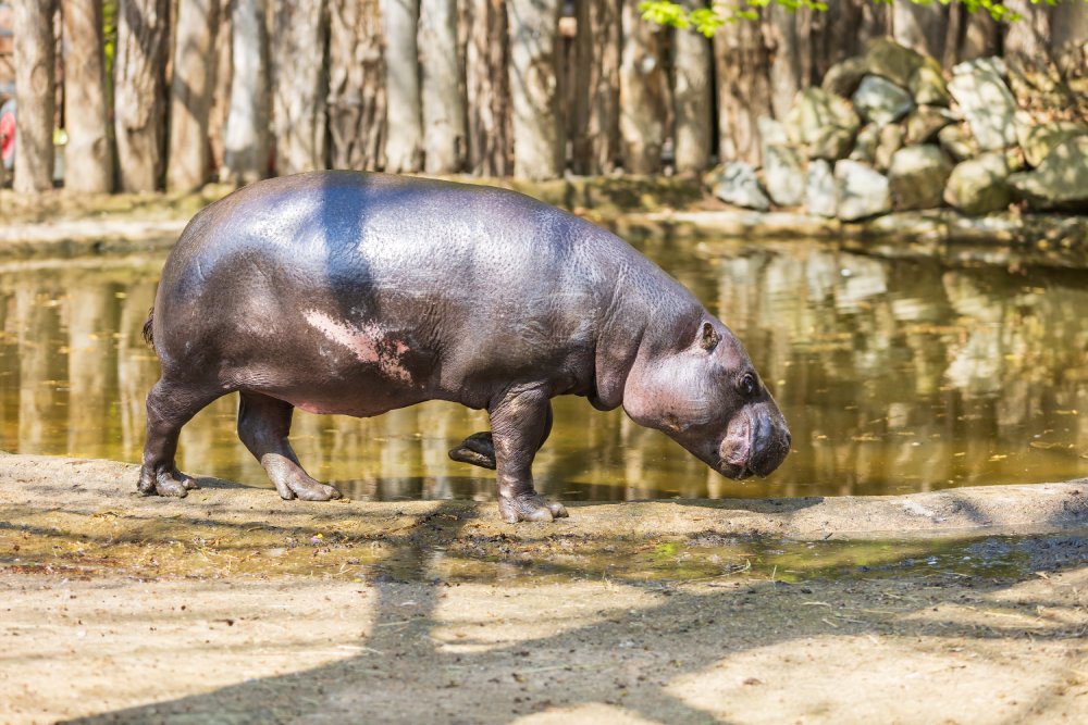 Close Up Photo of pygmy hippopotamus in a wooden corral in a Zoo