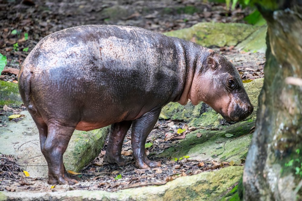 Close Up Photo of pygmy hippopotamus standing on a patch of grassy land