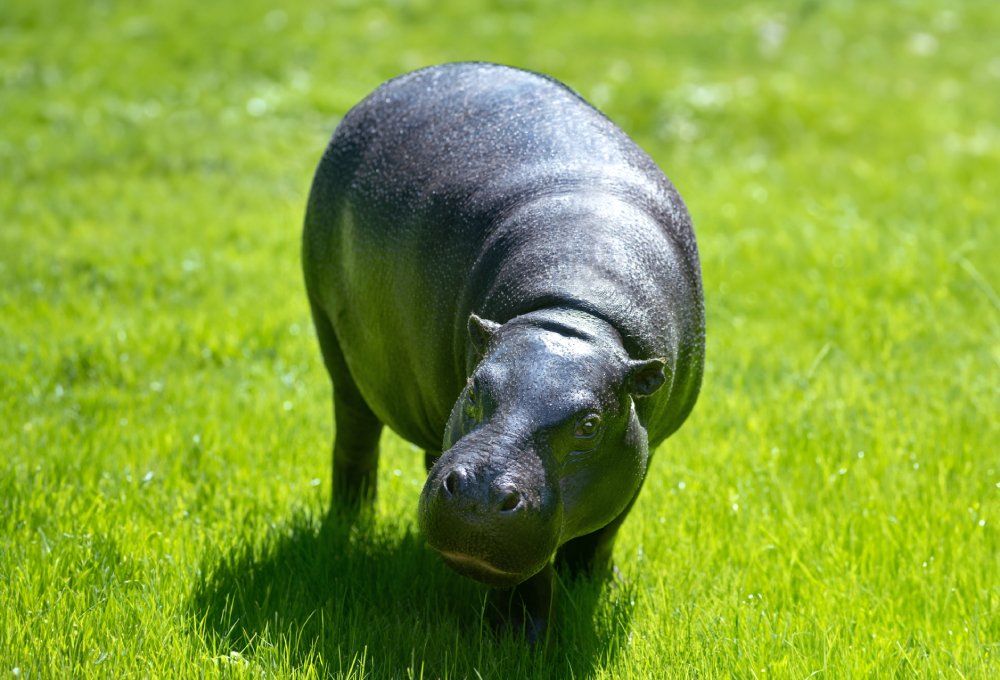 Close Up Photo of pygmy hippopotamus standing on a patch of grassy land