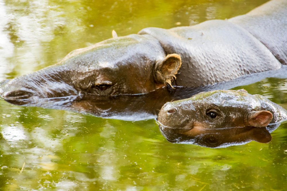 Close Up Photo of pygmy hippopotamus swimming in water in a Zoo