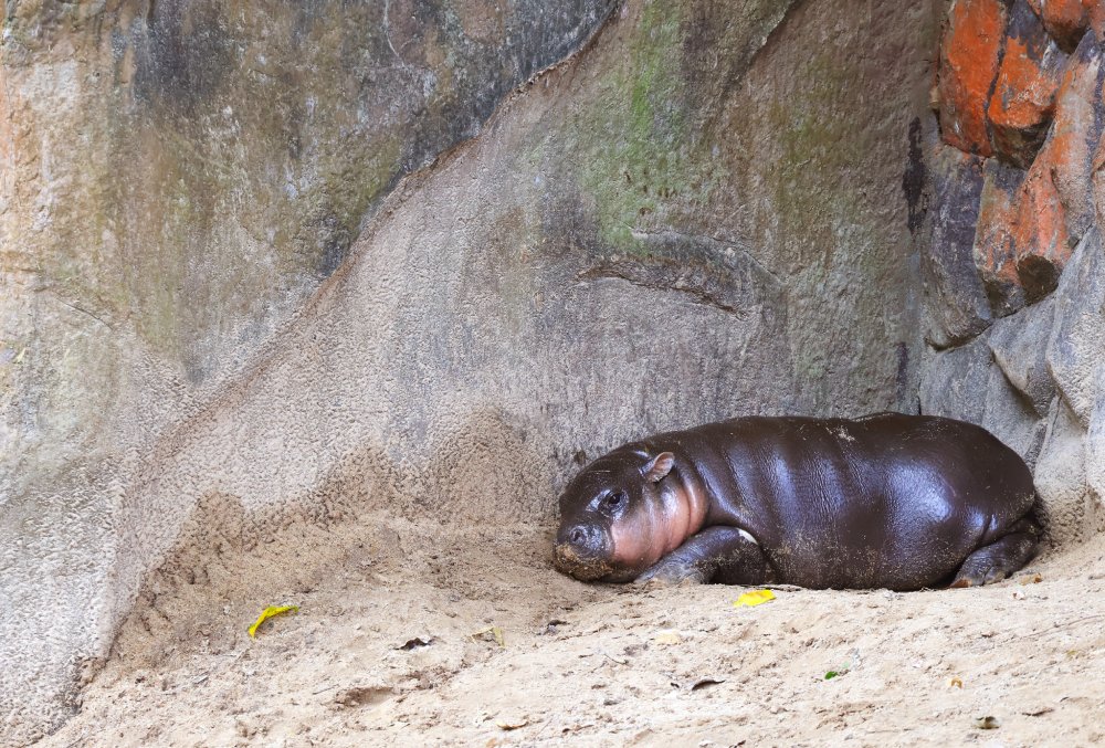 Close Up Photo of Baby Pygmy Hippo Relaxing in the Zoo