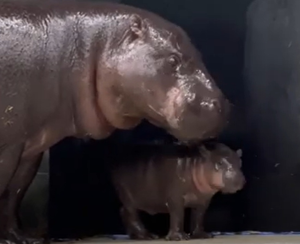 Close Up Photo of two pygmy hippopotamus in a Zoo