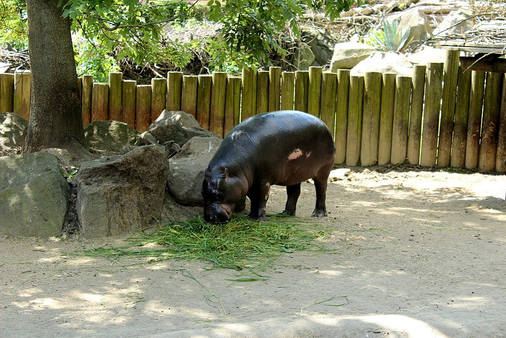 Close Up Photo of pygmy hippopotamus standing on a patch of grassy land in a Zoo