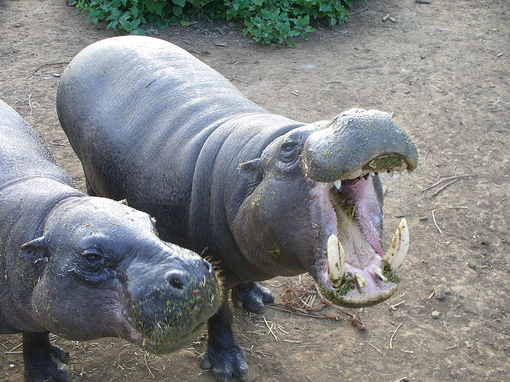 Close Up Photo of two pygmy hippopotamus standing on a sand land in a Zoo