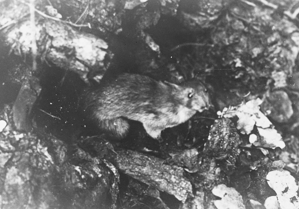 A brown rat hiding inside in the underground