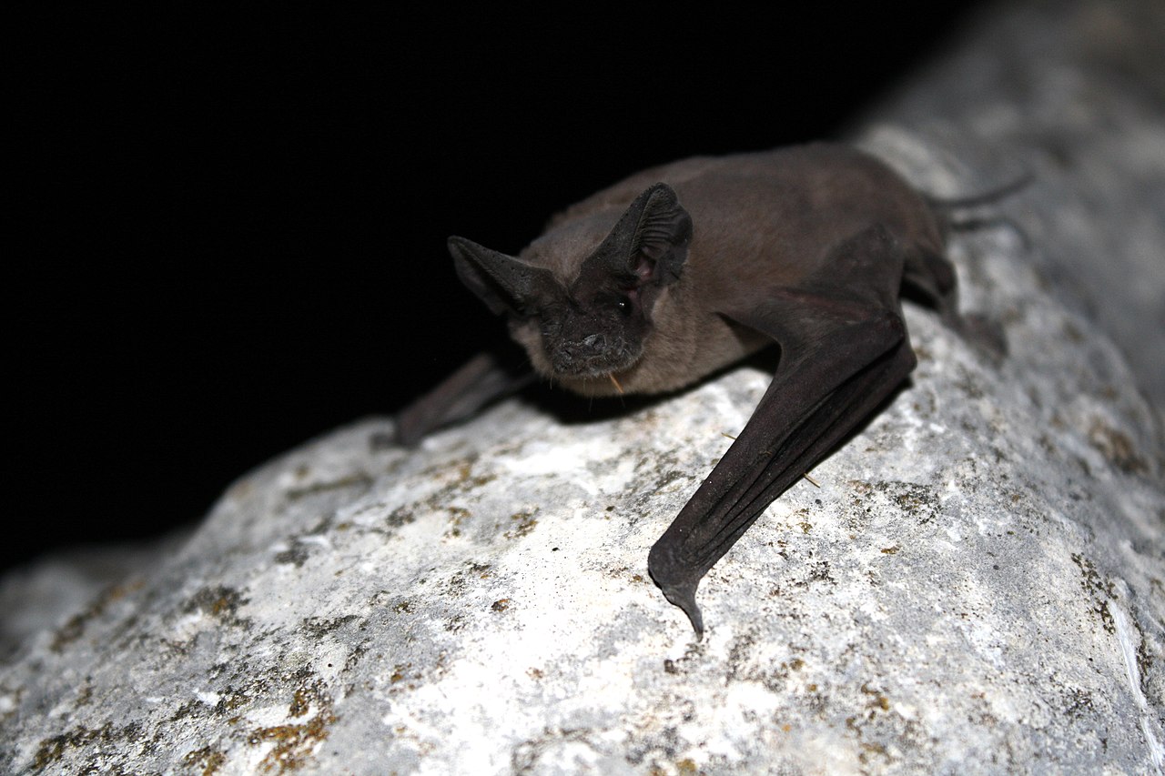 Mexican free-tailed bat at night