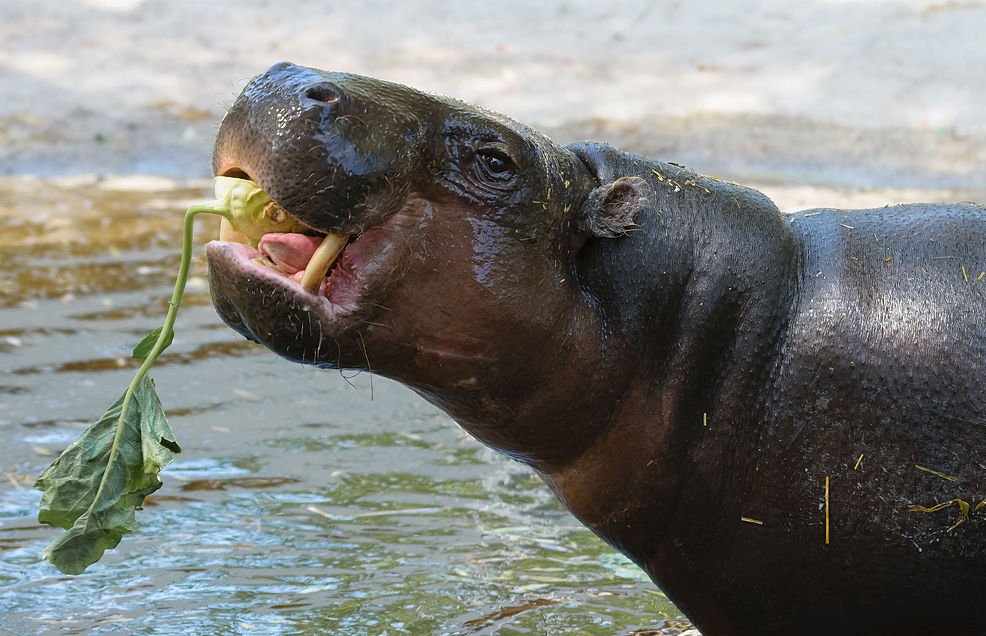 Close Up Photo of pygmy hippopotamus in a Zoo