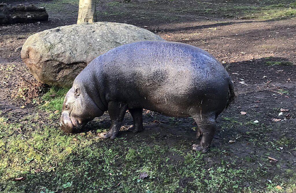 Close Up Photo of pygmy hippopotamus standing on a patch of grassy land in a Zoo