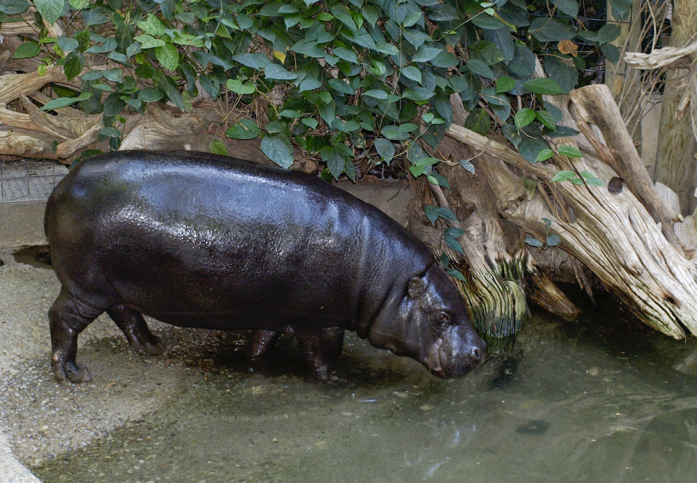 Close Up Photo of pygmy hippopotamus standing inside water in a Zoo
