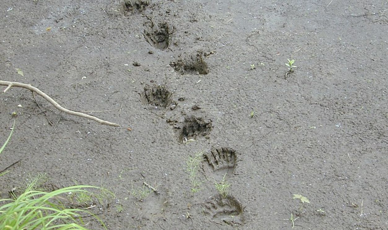  footprints