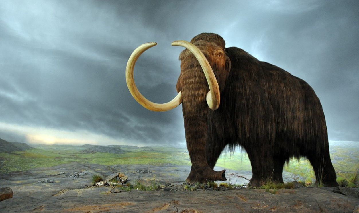  Woolly Mammoth