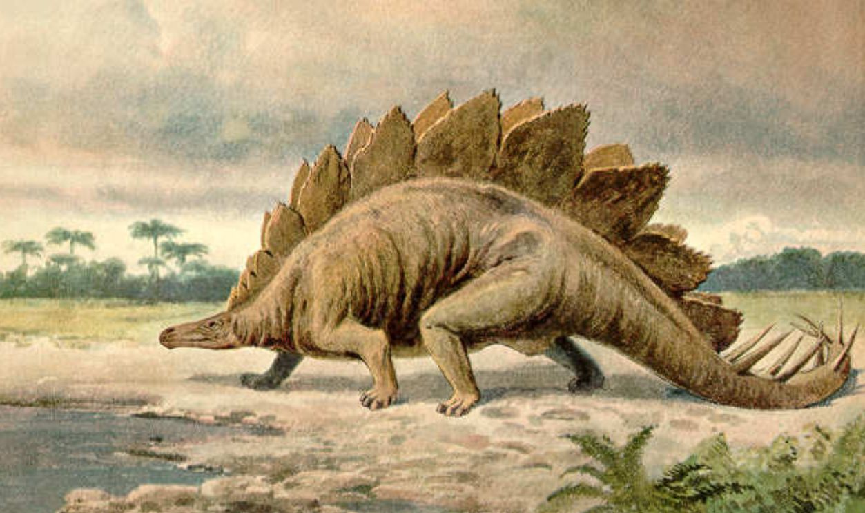 Stegosaurus