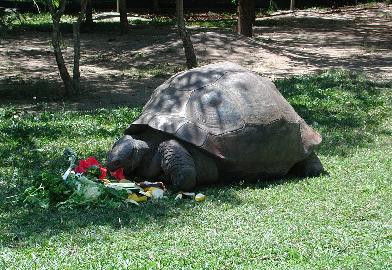 Galápagos tortoise Harriet eating