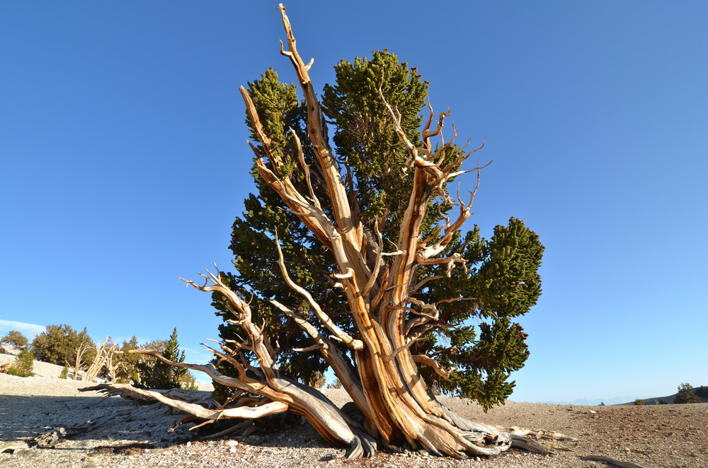 Worlds oldest trees in the White Mountains