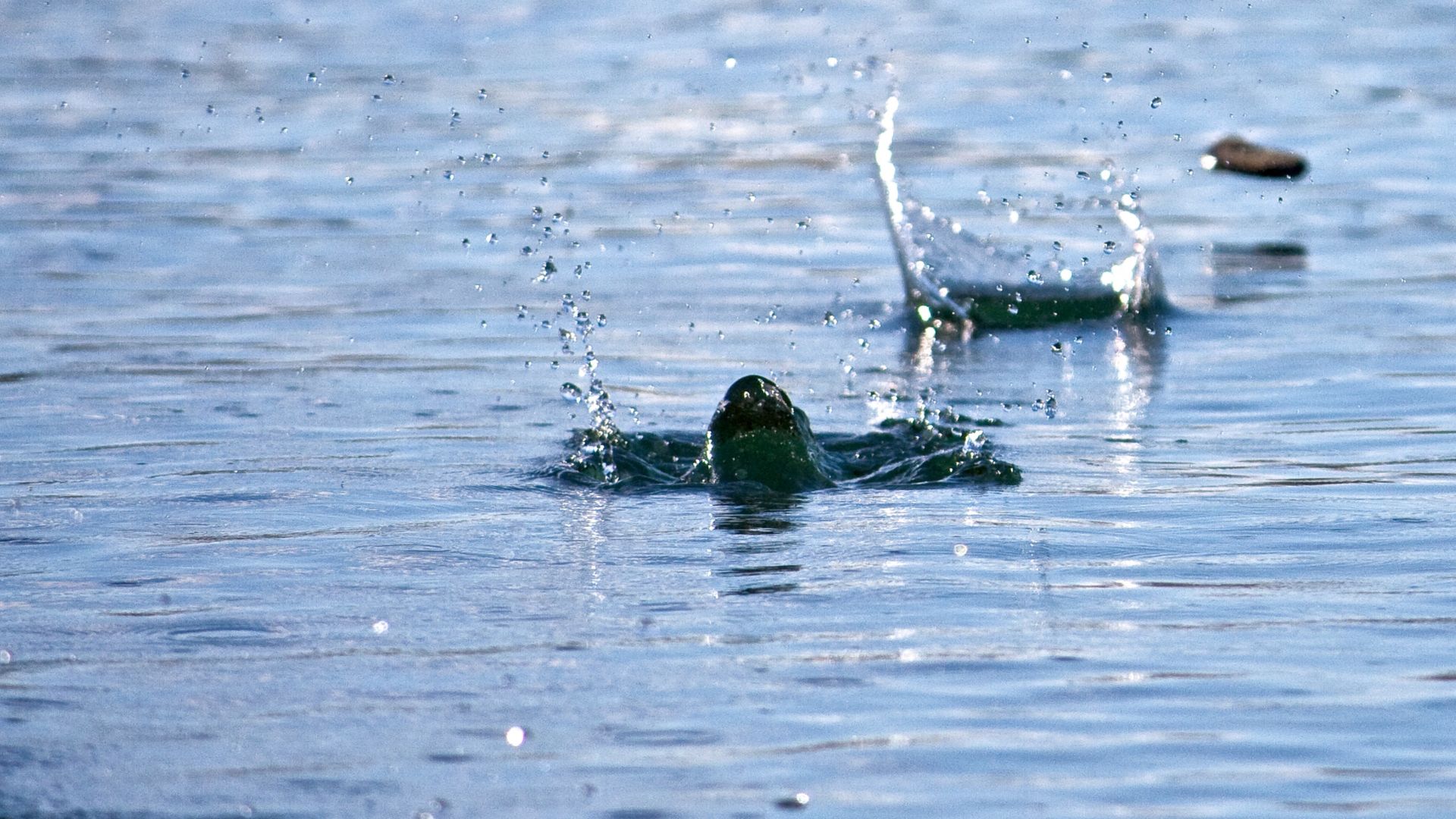 File:Stone skimming -Patagonia-9Mar2010.jpg
