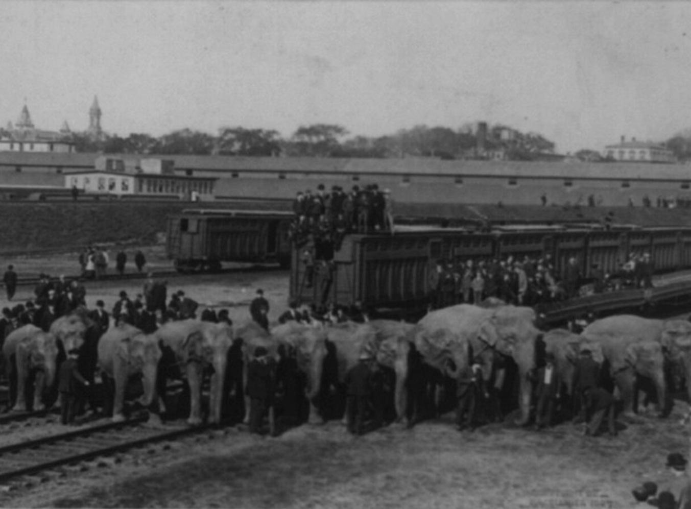 Elephants From Ringling Bros.-Circus, Trains And Crowd Of People