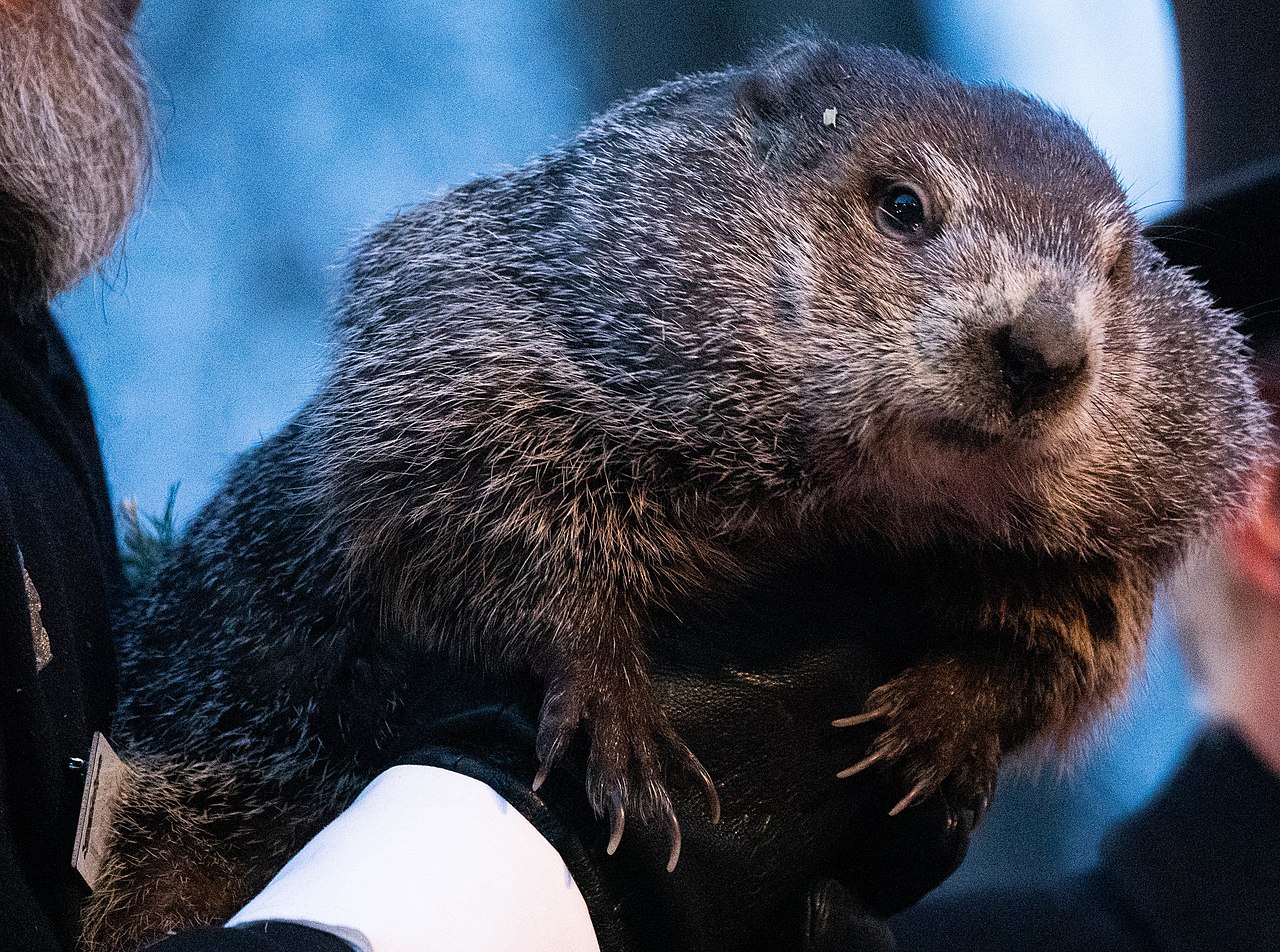 Punxsutawney Phil Groundhog Day