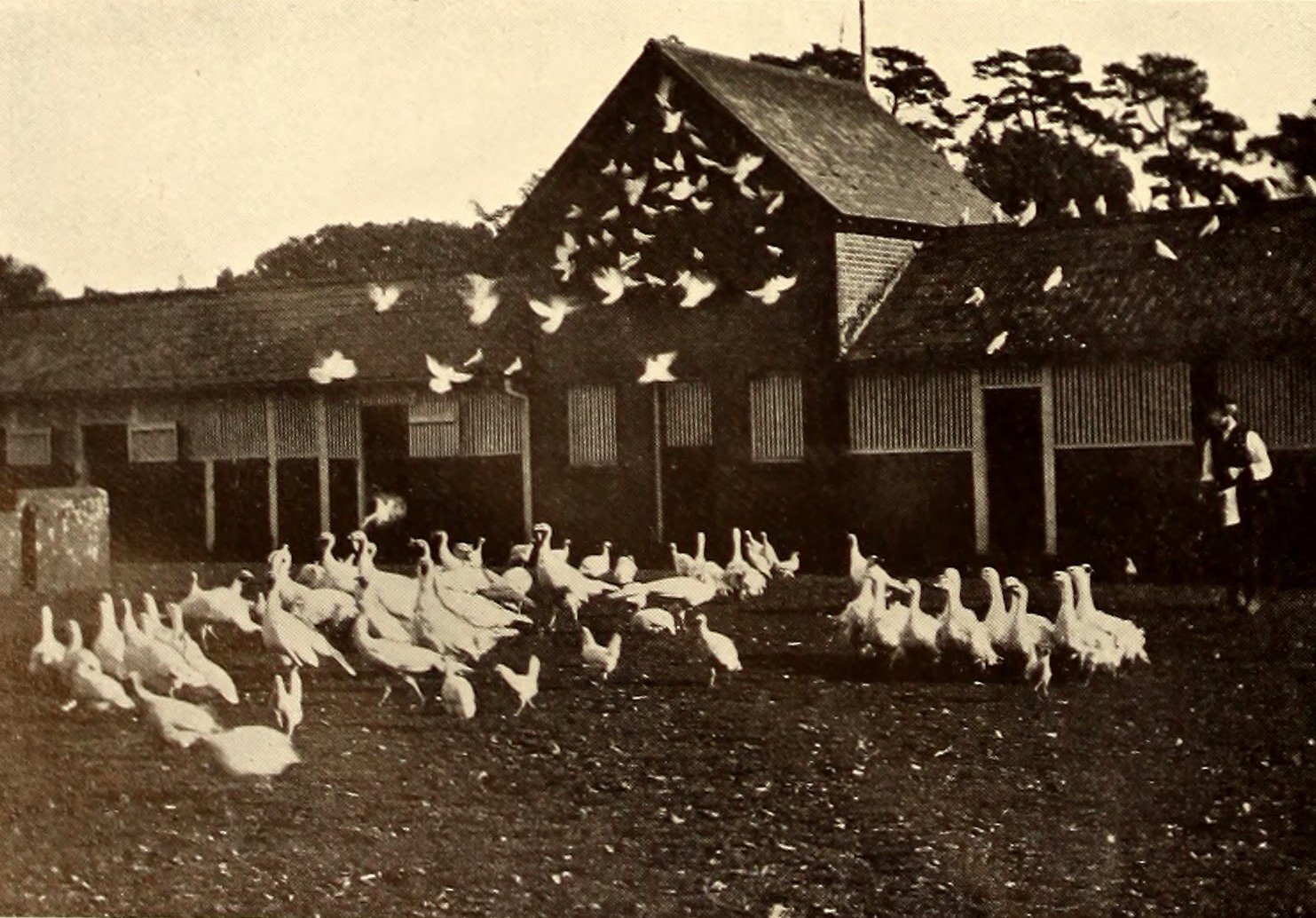 American homes and gardens