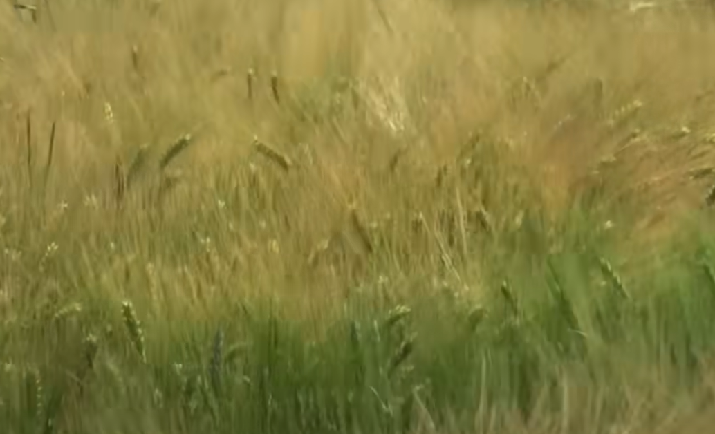 The Bronze Age Collapse