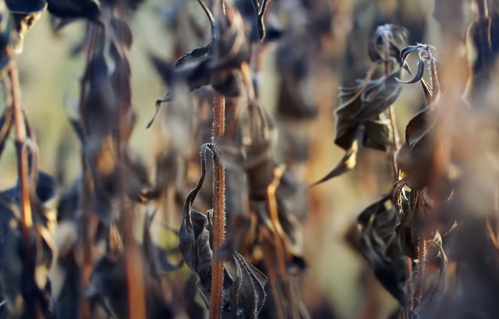 The Bronze Age Collapse