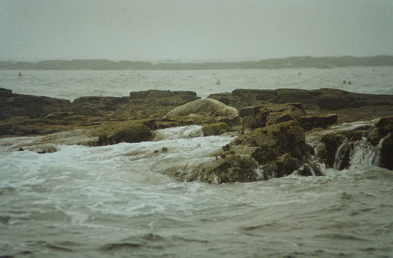 Skerries in the Farne Islands in 1988