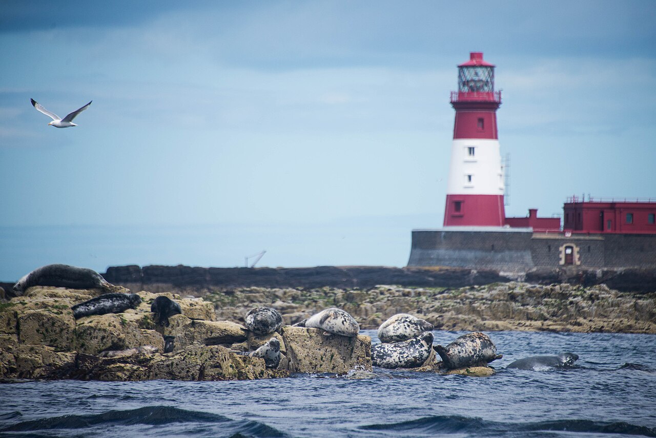 Longstone Rock with Longstone Lighthouse and animals around