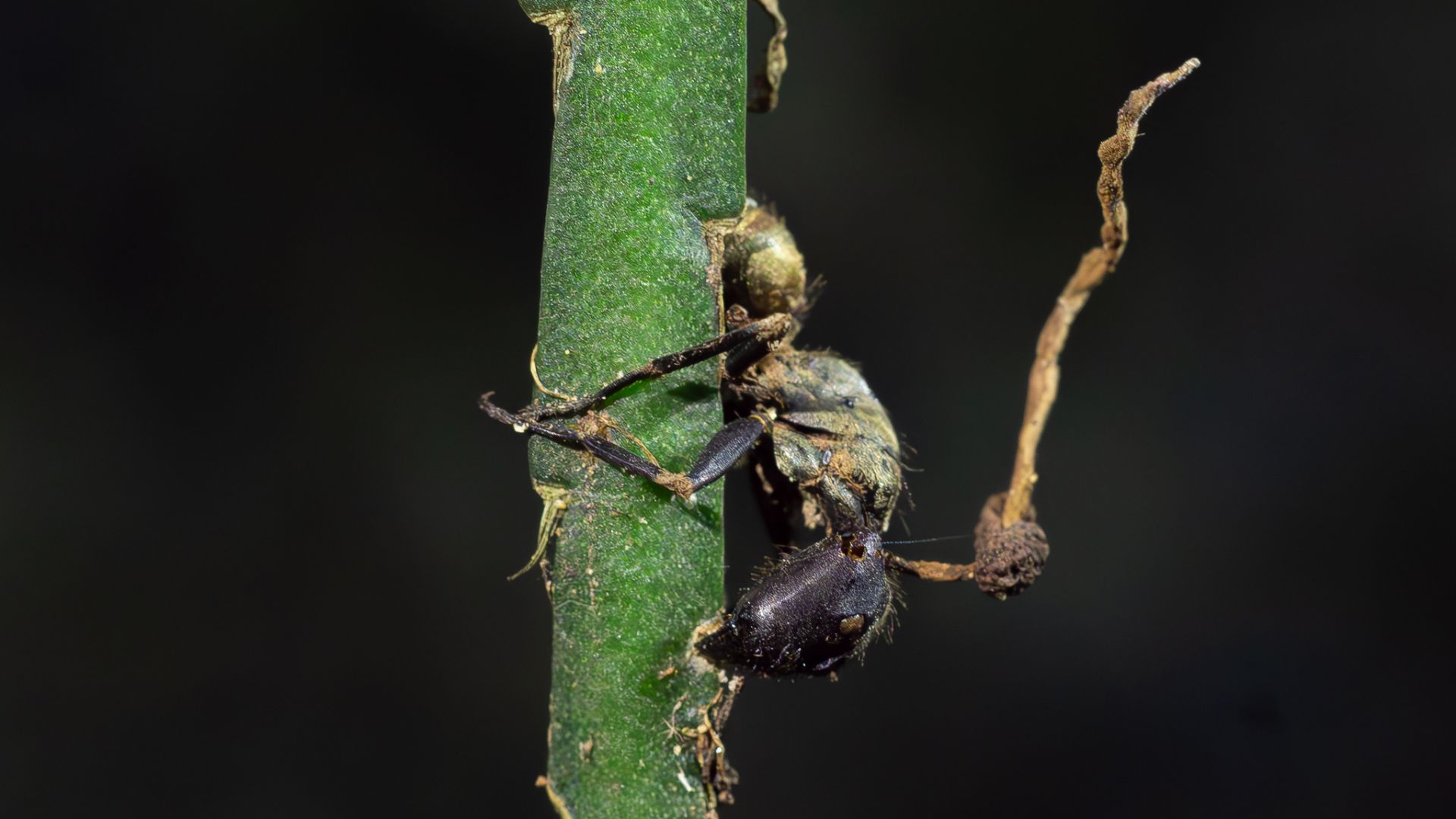 File:Ophiocordyceps unilateralis - Denis Zabin - 407452035.jpeg