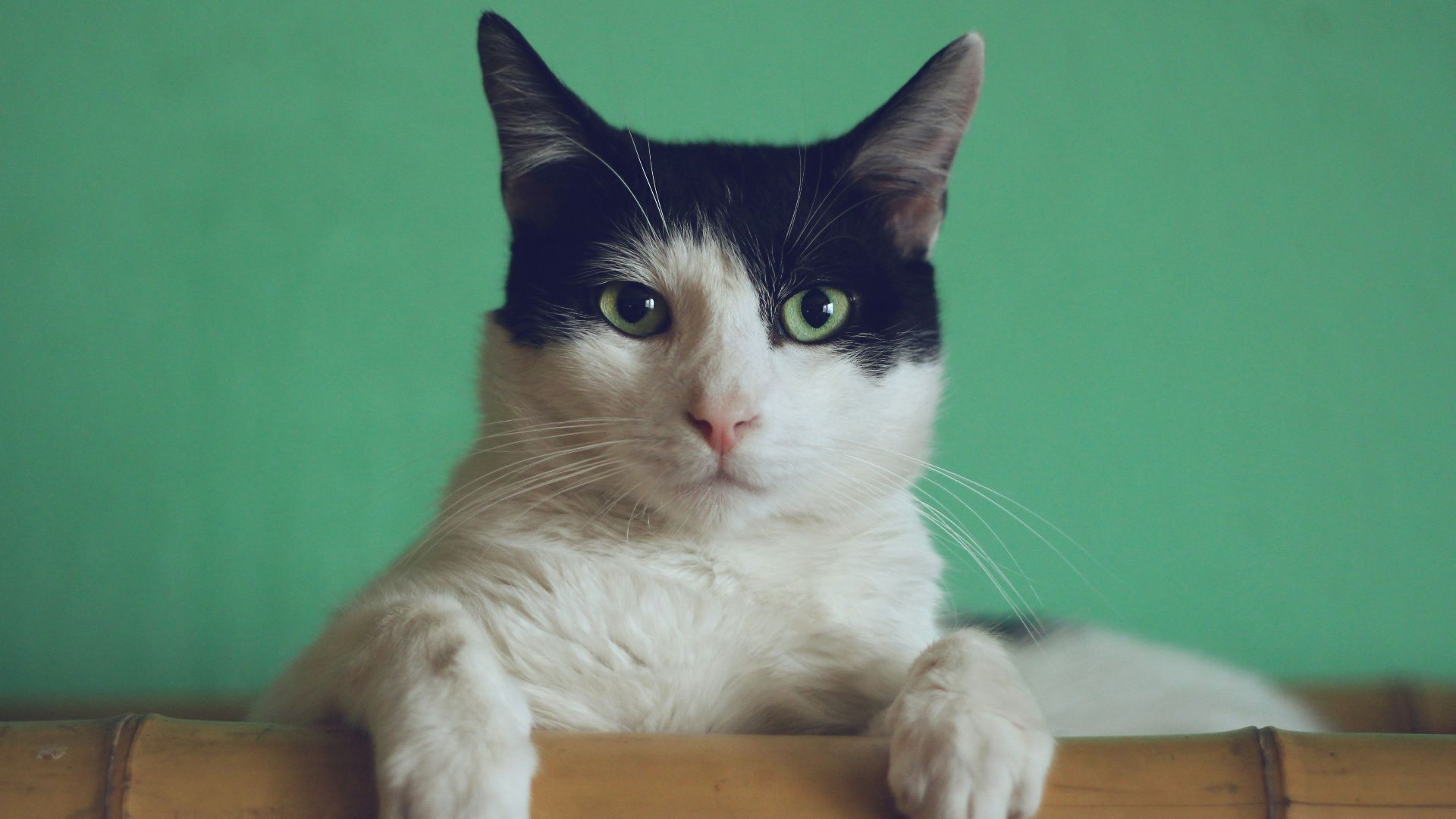 black and white cat lying on brown bamboo chair inside room