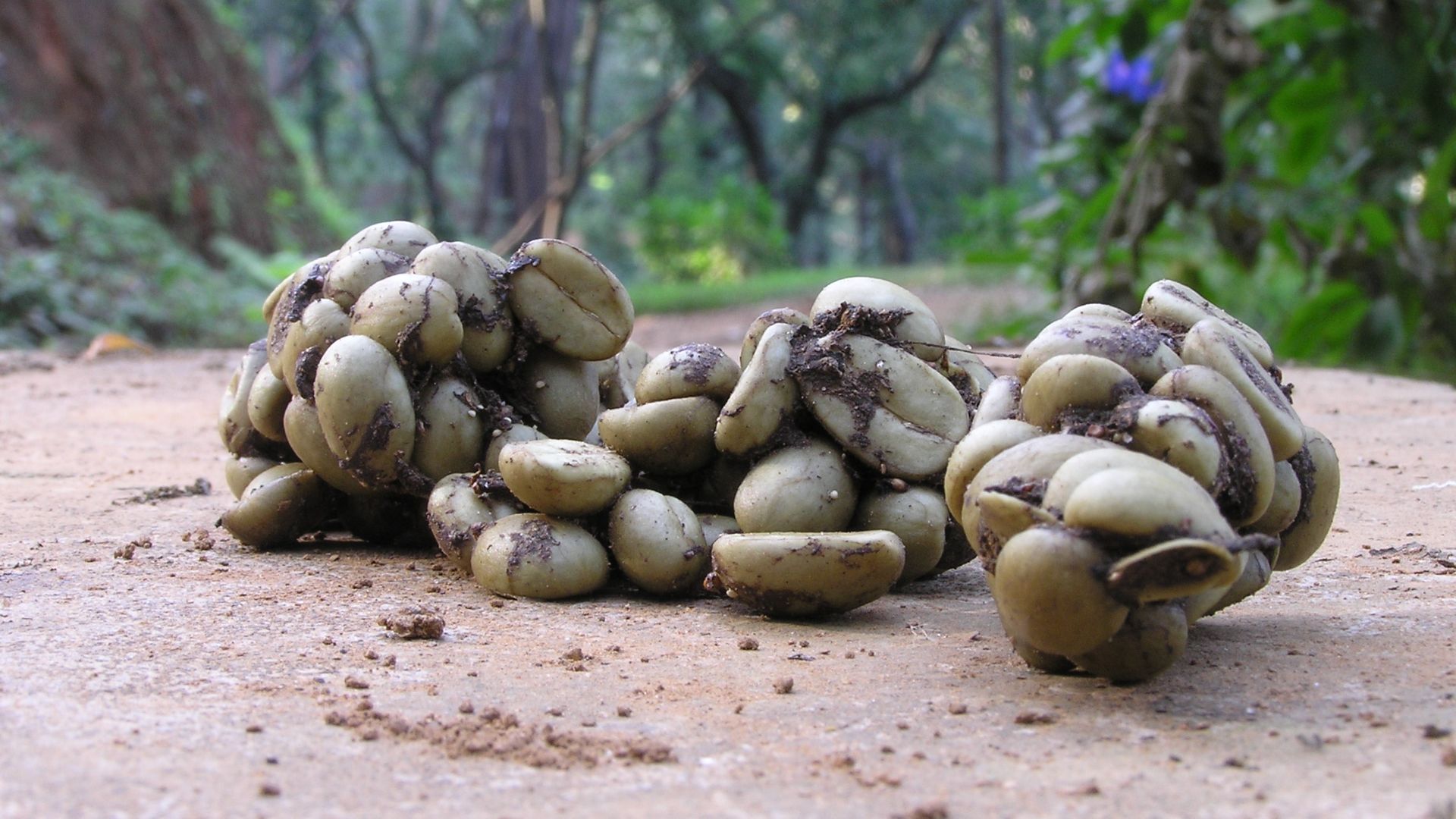 File:Coffee seeds in civet scat.jpg