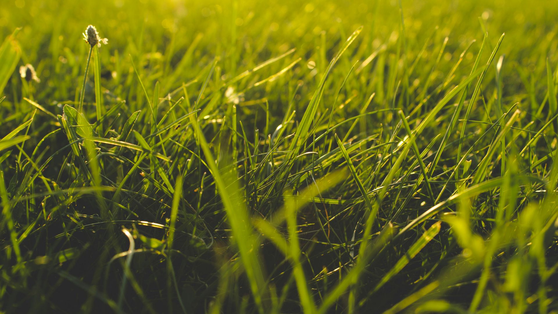 close up photography of grass field