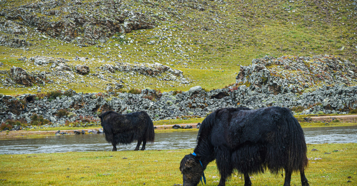 black cow on green grass field during daytime
