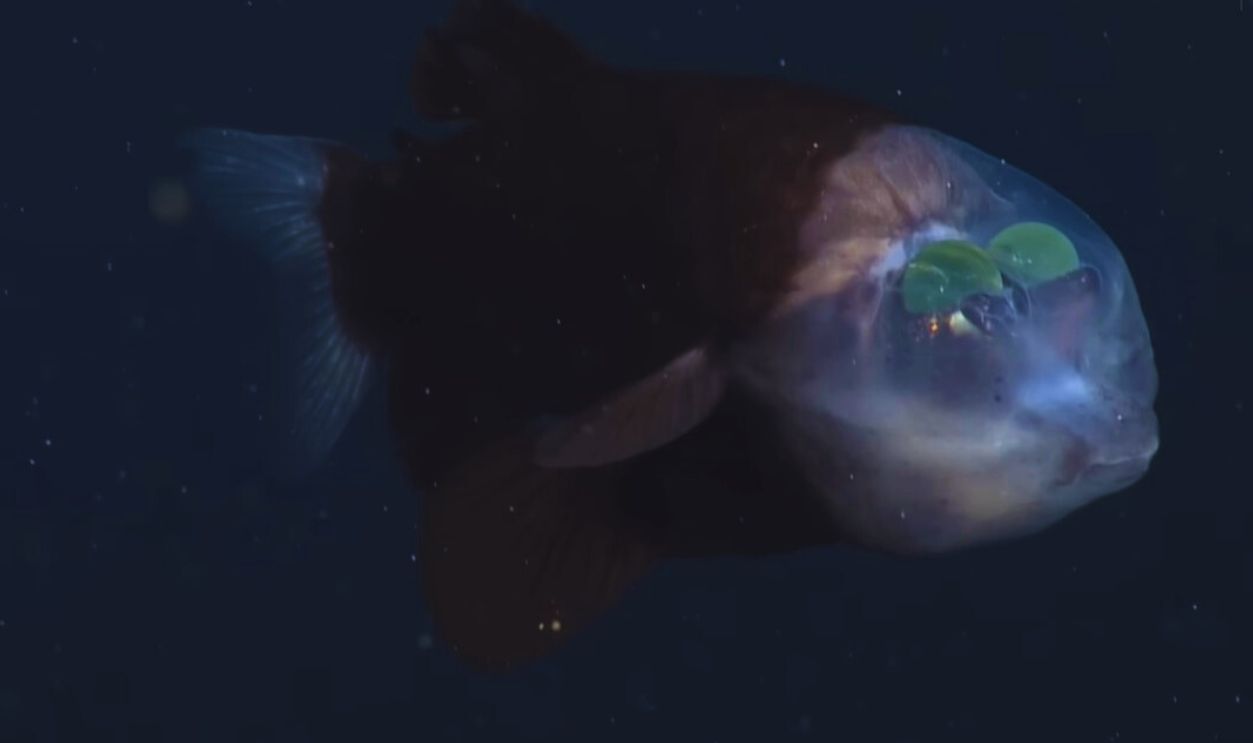 Barreleye Fish