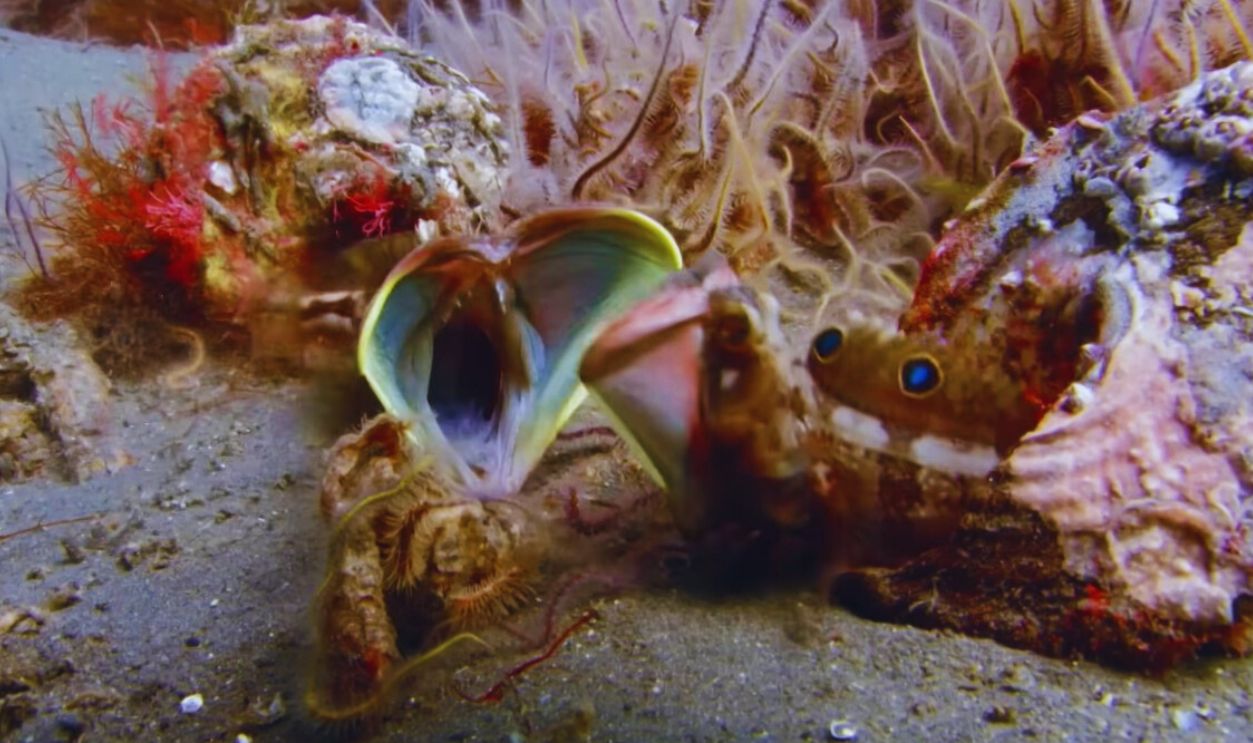 Sarcastic Fringehead