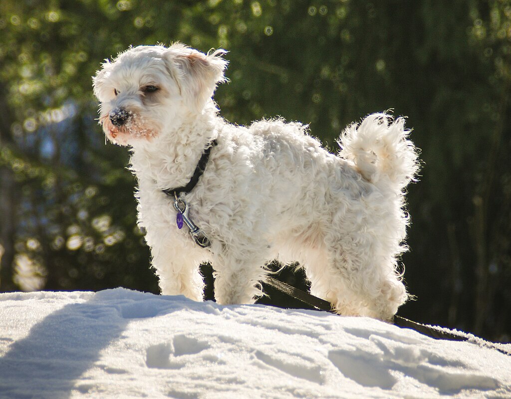 The image shows a dog, specifically a Havanese, standing in an outdoor area