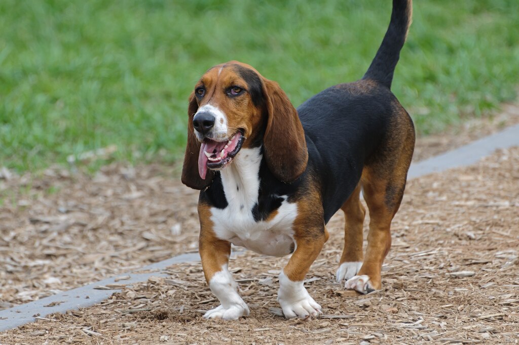 The image shows a dog, specifically a Basset Hound, standing in an outdoor area